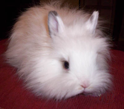 Angora Nano - Wild and Pet