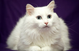 Angora Turco - Wild and Pet