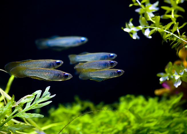 Aplocheilichthys normani - Wild and Pet