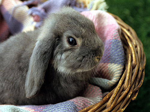 Ariete Nano - Wild and Pet