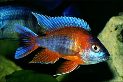 Aulonocara jacobfreibergi - Wild and Pet