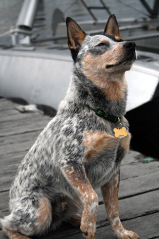 Australian Cattle Dog - Wild and Pet