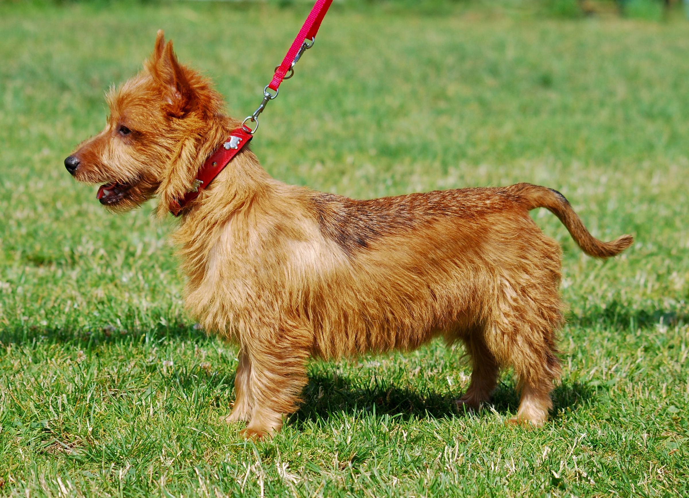 Australian Terrier - Wild and Pet