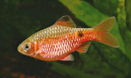 Barbo rosa - Wild and Pet