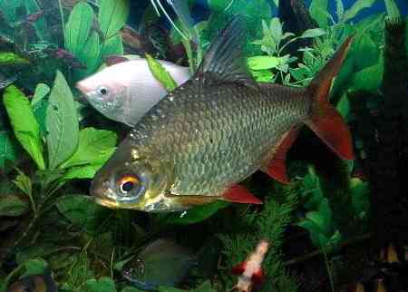 Barbo di Schwanefeld - Wild and Pet 