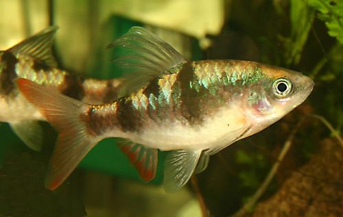 Barbus arulius - Wild and Pet