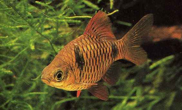 Barbo di Ceylon - Wild and Pet