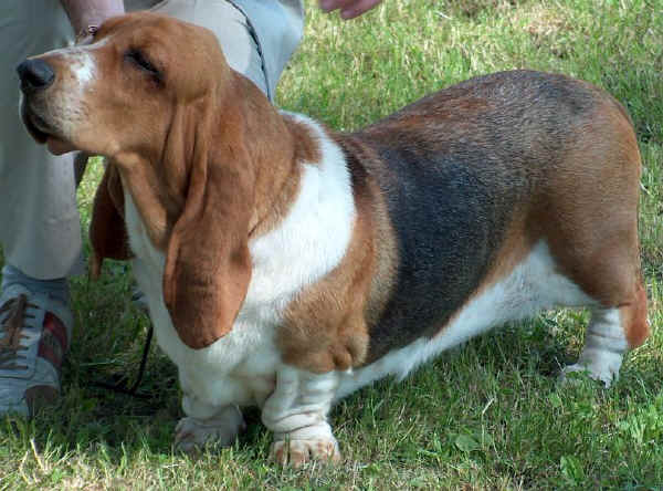 Basset Hound - Wild and Pet