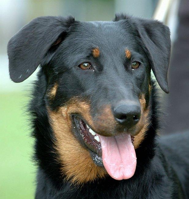 Beauceron - Wild and Pet