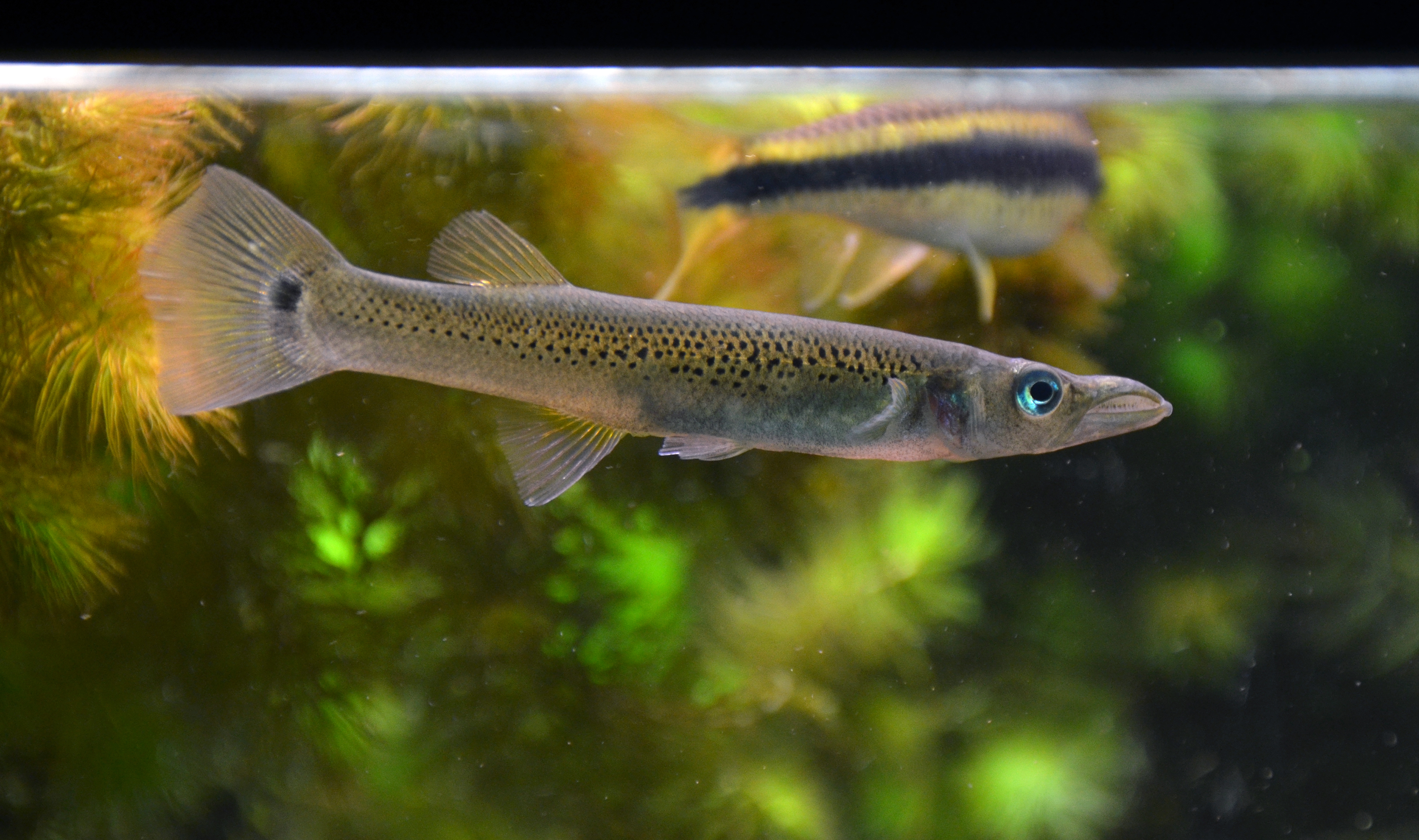 Belonesox belizanus - Wild and Pet