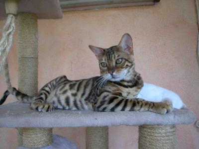 Bengala - Wild and Pet