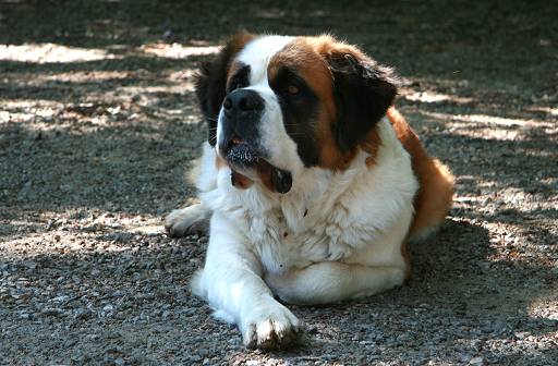 S.Bernardo - Wild and Pet