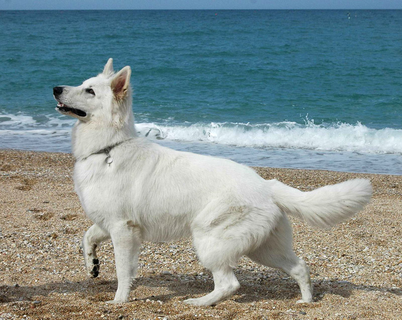 Pastore Bianco Svizzero - Wild and Pet