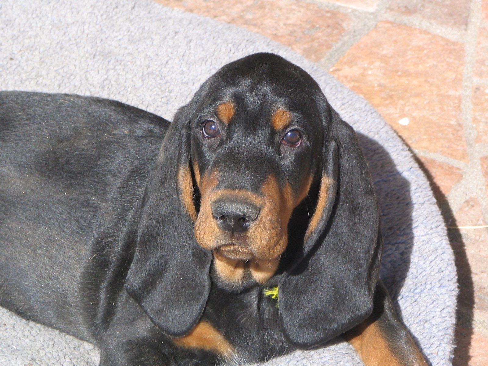 Black and Tan Coonhound - Wild and Pet