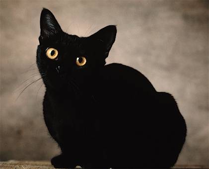 Bombay - Wild and Pet