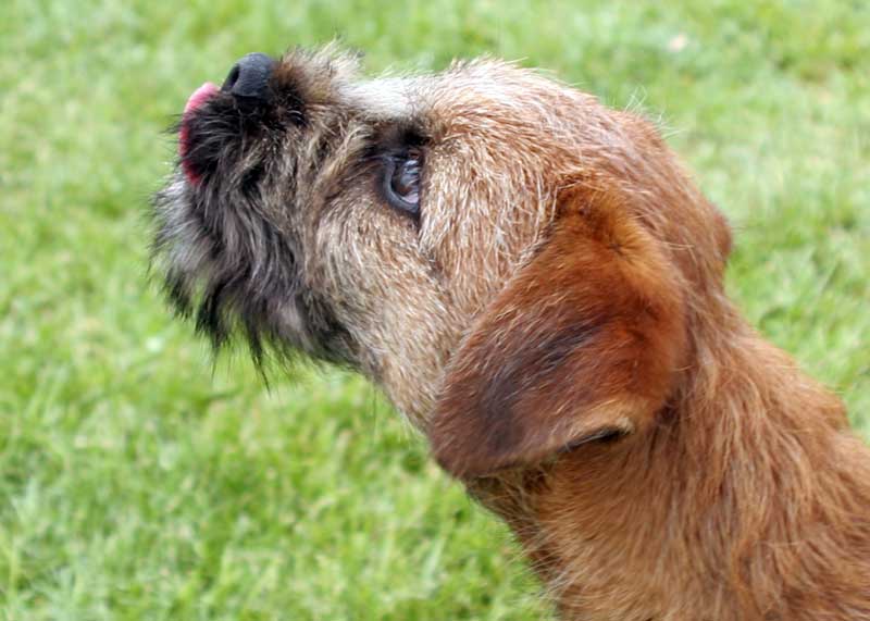 Border Terrier - Wild and Pet