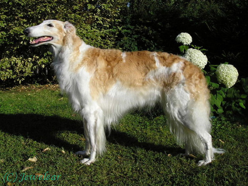 Borzoi - Wild and Pet