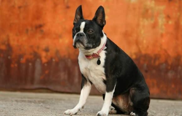 Boston Terrier - Wild and Pet