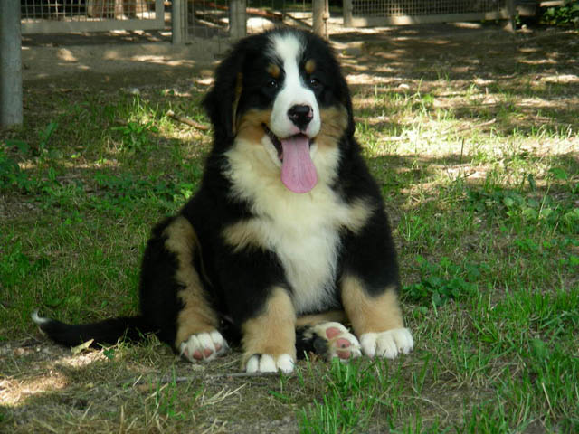 Bovaro del Bernese - Wild and Pet
