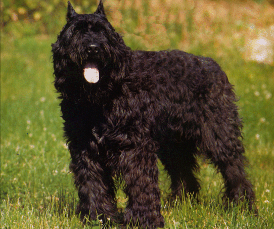 Bovaro delle Fiandre - Wild and Pet