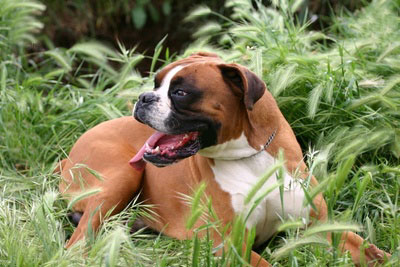 Boxer - Wild and Pet