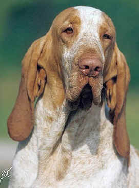 Bracco Italiano - Wild and pet