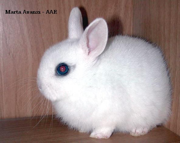 Britannia Petite - Wild and Pet