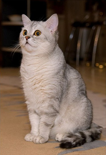 British Shorthair - Wild and Pet