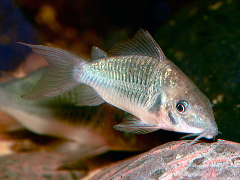 Brochis splendens - Wild and Pet