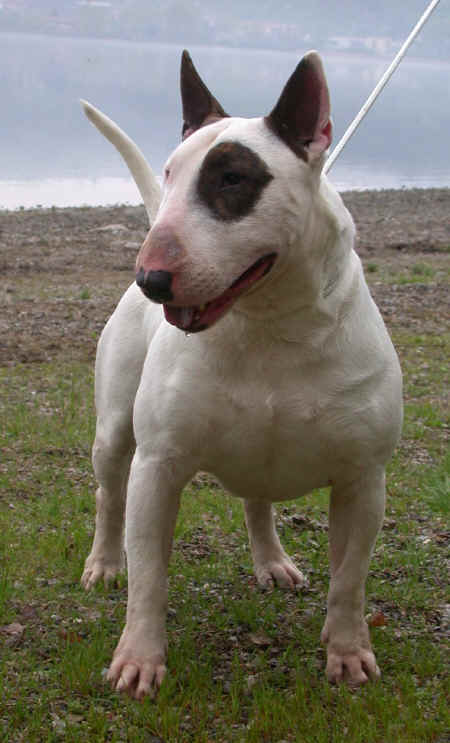 Bull Terrier - Wild and Pet