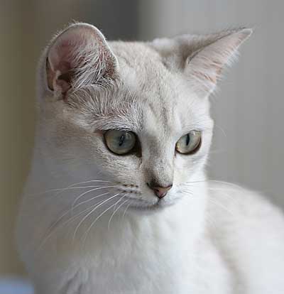 Burmilla - Wild and Pet