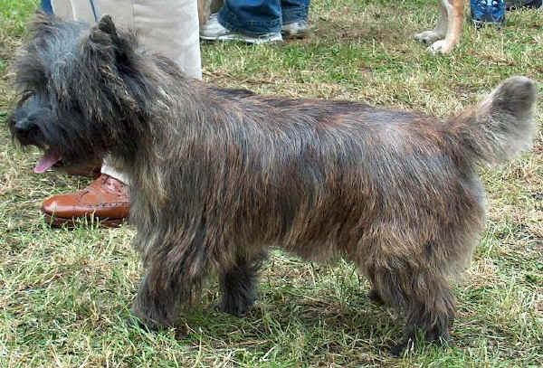 Cairn Terrier - Wild and Pet