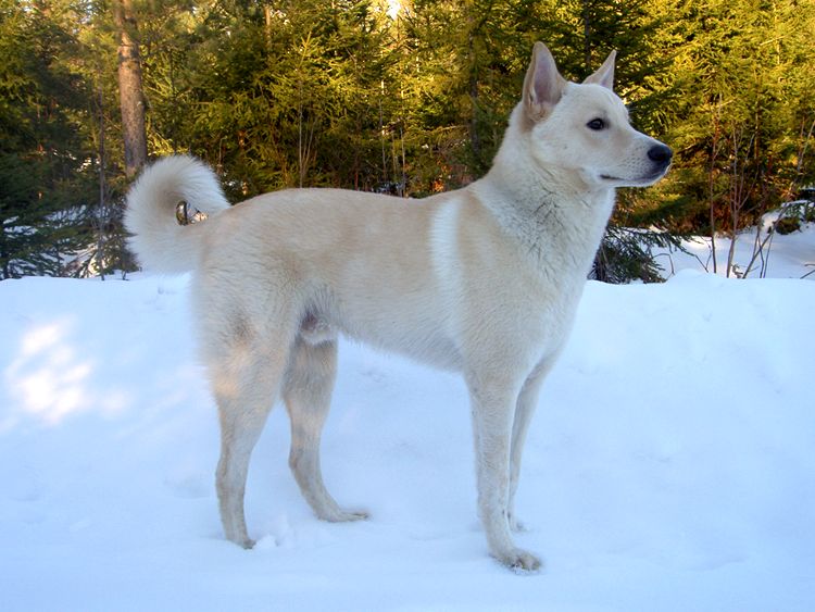 Canaan Dog - Wild and Pet