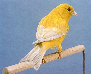 Canarino - Wild and Pet