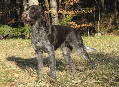 Cane da Ferma Tedesco a Pelo Ruvido - Wild and Pet