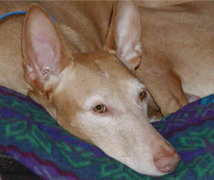 Cane dei Faraoni - Wild and Pet