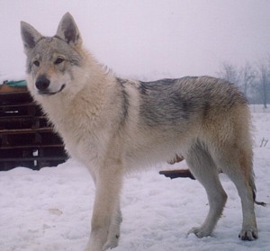 Cane Lupo Cecoslovacco - Wild and Pet