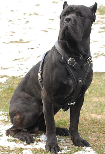 Cane Corso - Wild and Pet