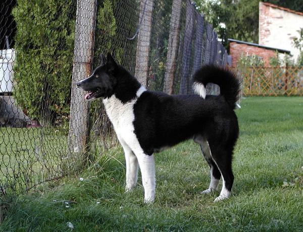 Cane da Orso della Carelia - Wild and Pet