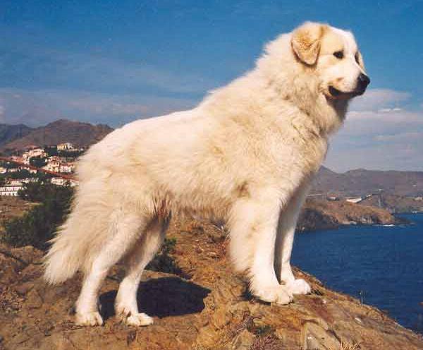 Cane da Montagna dei Pirenei - Wild and Pet
