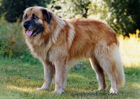 Cao da Serra da Estrela - Wild and Pet