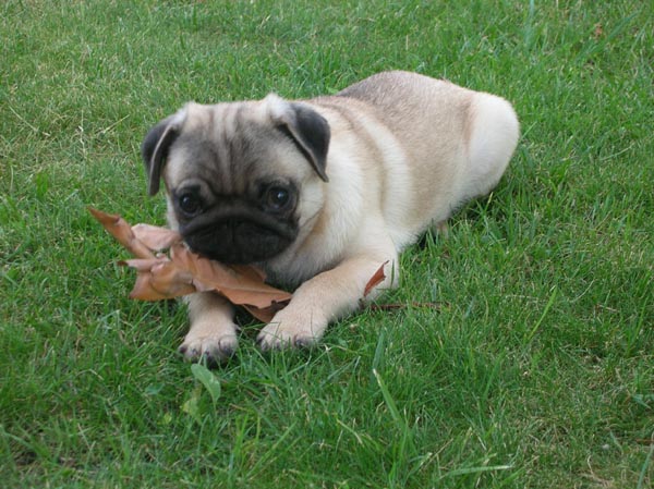 Carlino - Wild and Pet