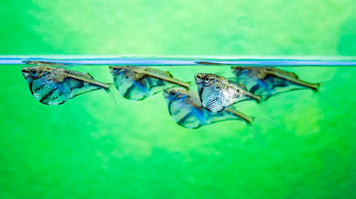 Pesce accetta marmorizzato - Wild and Pet