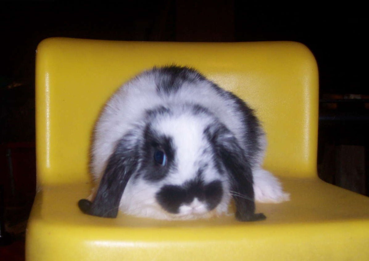 Ariete Cashmere - Wild and Pet