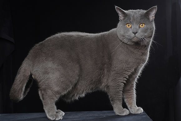 Certosino - Wild and Pet