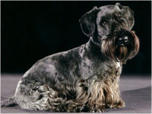 Cesky Terrier - Wild and Pet