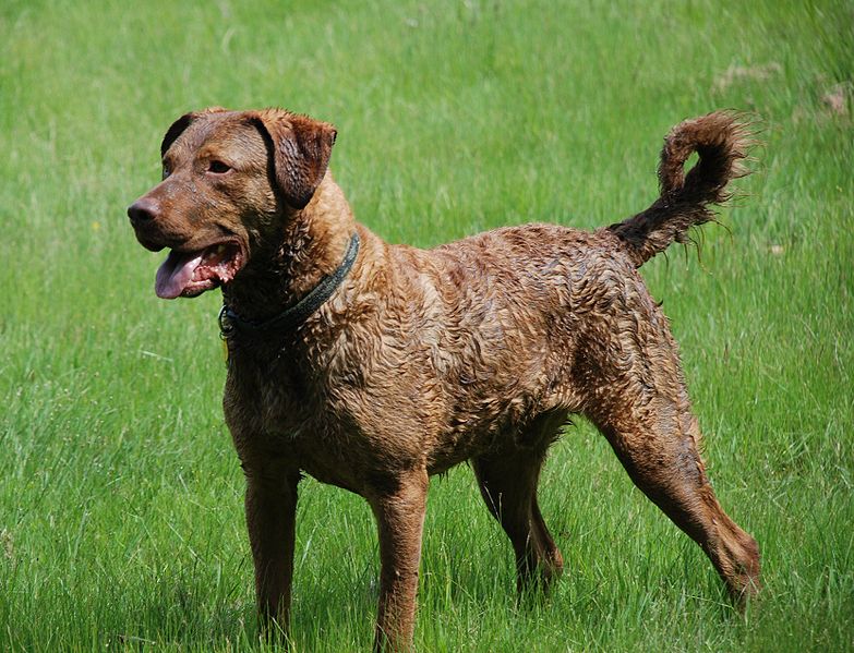 Chesapeake Bay Retriever - Wild and Pet