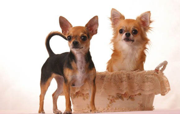 Chihuahua - Wild and Pet