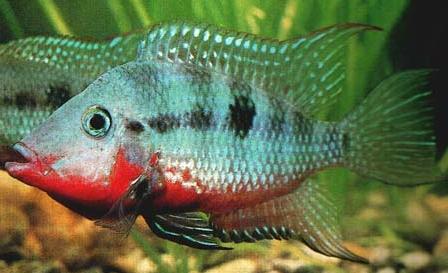 Ciclide bocca di fuoco (Thorichthys meeki) - Wild and Pet