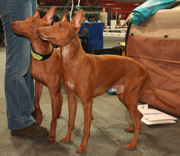Cirneco dell'Etna - Wild and Pet
